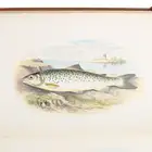 British Fresh-Water Fishes, Vols 1 & 2