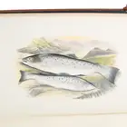 British Fresh-Water Fishes, Vols 1 & 2