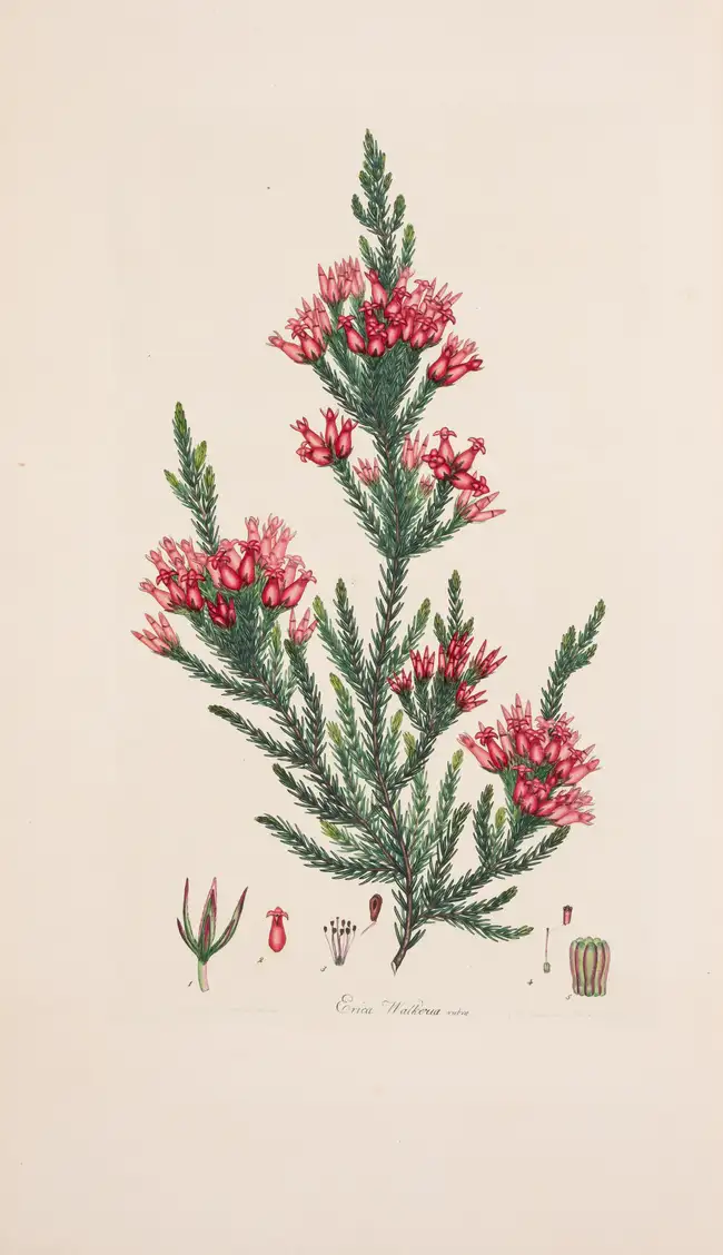 8 Botany.- Andrews (H.C.) Coloured Engravings of Heaths, 4 vol. in 2, first edition, [1710,--94]-1802-1809-[1830].