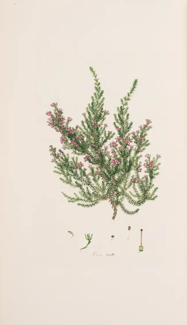 8 Botany.- Andrews (H.C.) Coloured Engravings of Heaths, 4 vol. in 2, first edition, [1710,--94]-1802-1809-[1830].