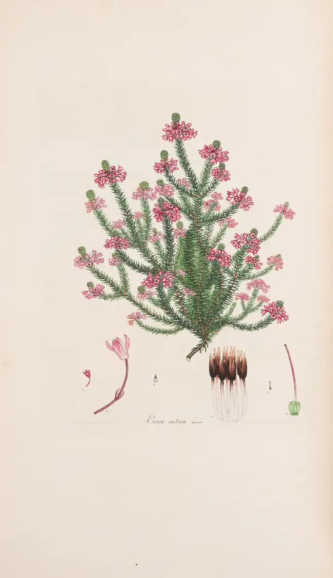 8 Botany.- Andrews (H.C.) Coloured Engravings of Heaths, 4 vol. in 2, first edition, [1710,--94]-1802-1809-[1830].
