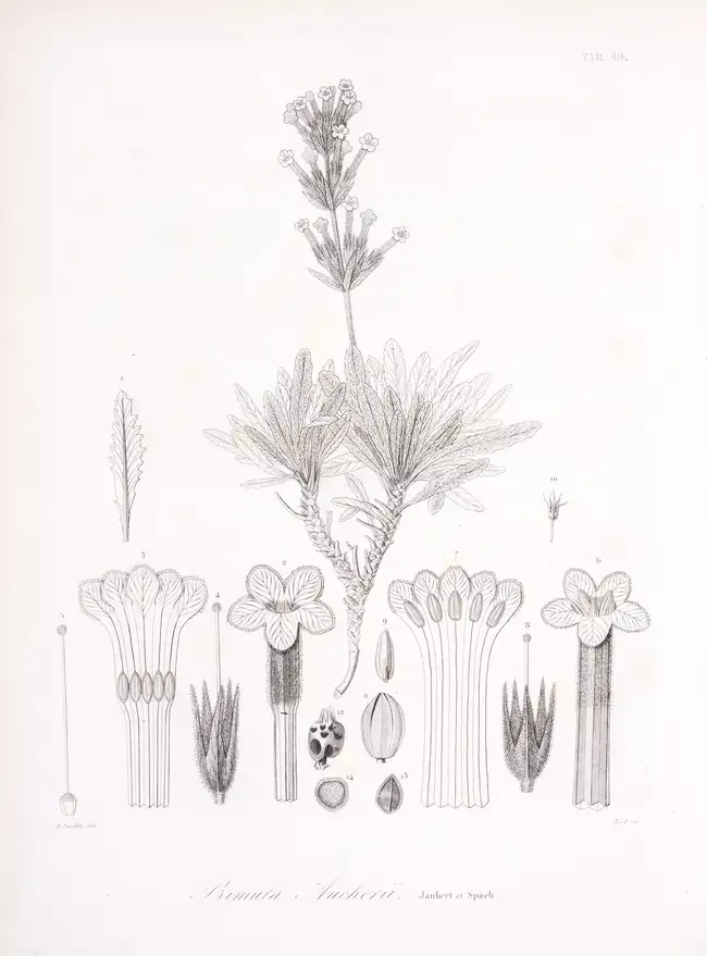 182 Botany.- Levant.- Jaubert (Hippolyte Fran&ccedil;ois, Comte de) Illustrationes Plantarum Orientalium, 5 vol., Paris, 1842-57.