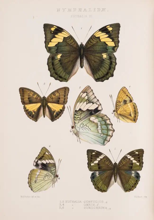 160 Butterflies.- Grose Smith (H.) and W.F. Kirby. Rhopalocera Exotica, being Illustrations of New, Rare, and Unfigured Species of Butterflies, 3 vol., 18...