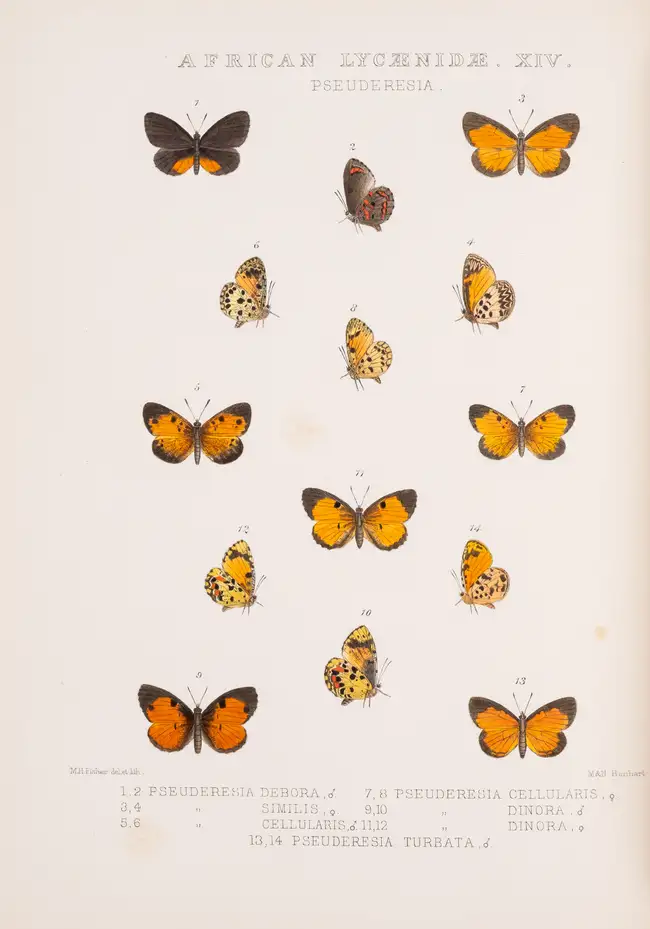 160 Butterflies.- Grose Smith (H.) and W.F. Kirby. Rhopalocera Exotica, being Illustrations of New, Rare, and Unfigured Species of Butterflies, 3 vol., 18...