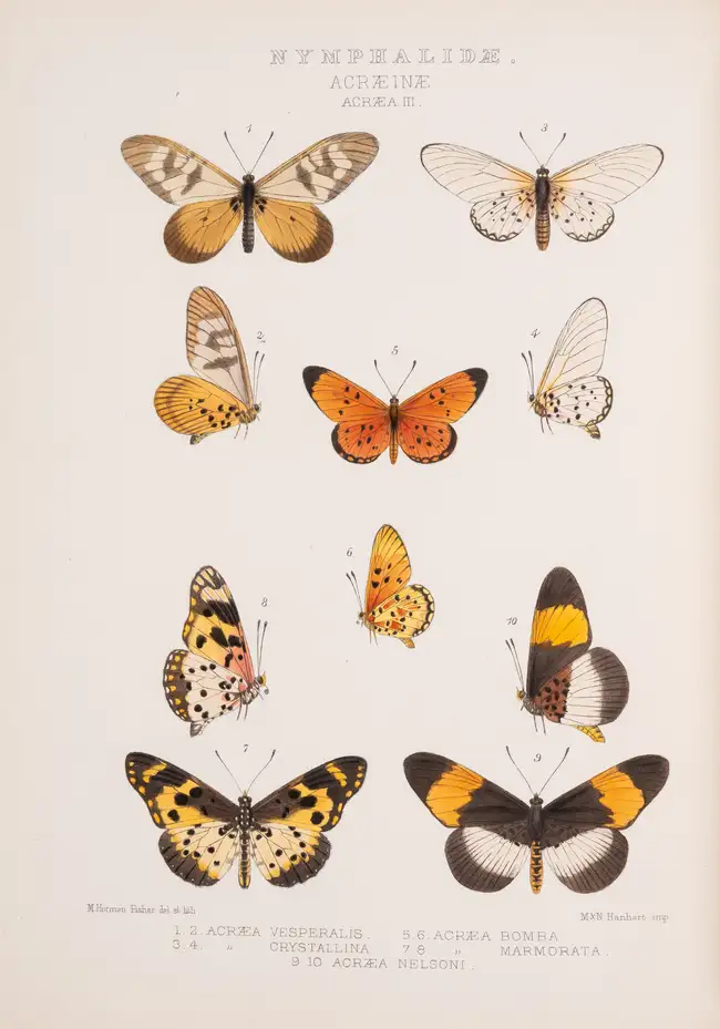 160 Butterflies.- Grose Smith (H.) and W.F. Kirby. Rhopalocera Exotica, being Illustrations of New, Rare, and Unfigured Species of Butterflies, 3 vol., 18...
