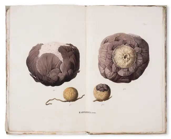 34 Botany.- Asia.- Blume (Carl Ludwig) Flora Jav&aelig; nec non Insularum Adjacentium, 10 parts, Brussels, 1828-51.