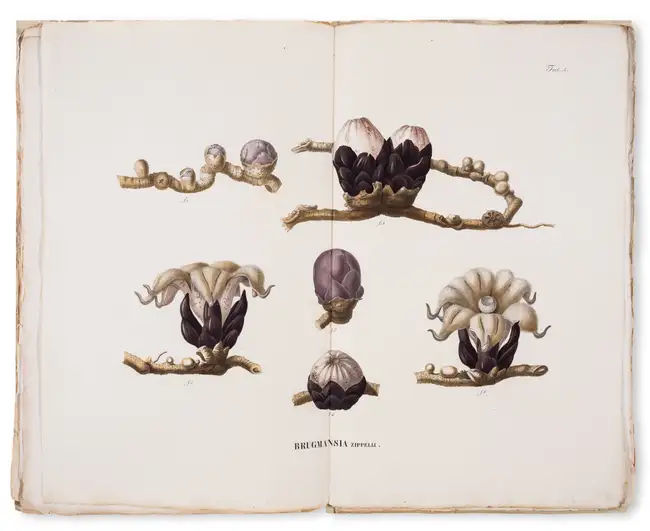 34 Botany.- Asia.- Blume (Carl Ludwig) Flora Jav&aelig; nec non Insularum Adjacentium, 10 parts, Brussels, 1828-51.