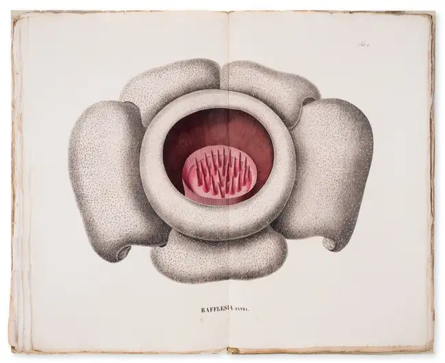 34 Botany.- Asia.- Blume (Carl Ludwig) Flora Jav&aelig; nec non Insularum Adjacentium, 10 parts, Brussels, 1828-51.