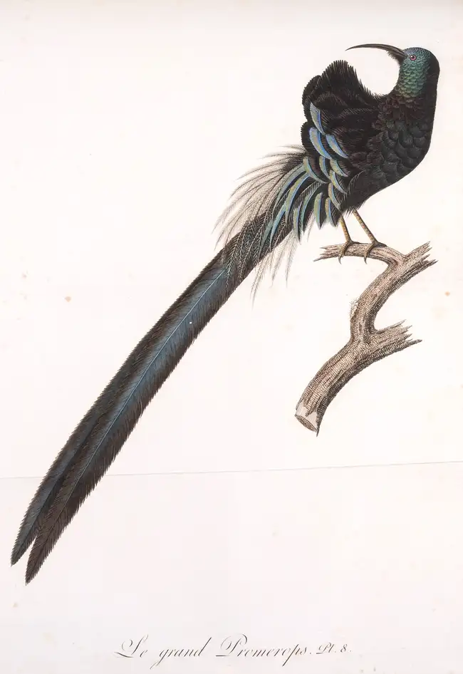 13 Birds.- Audebert (J.B) and L.P. Vieillot. Oiseaux Dor&eacute;s ou &agrave; Reflets M&eacute;talliques, 2 vol., Paris, [1800]-1802.