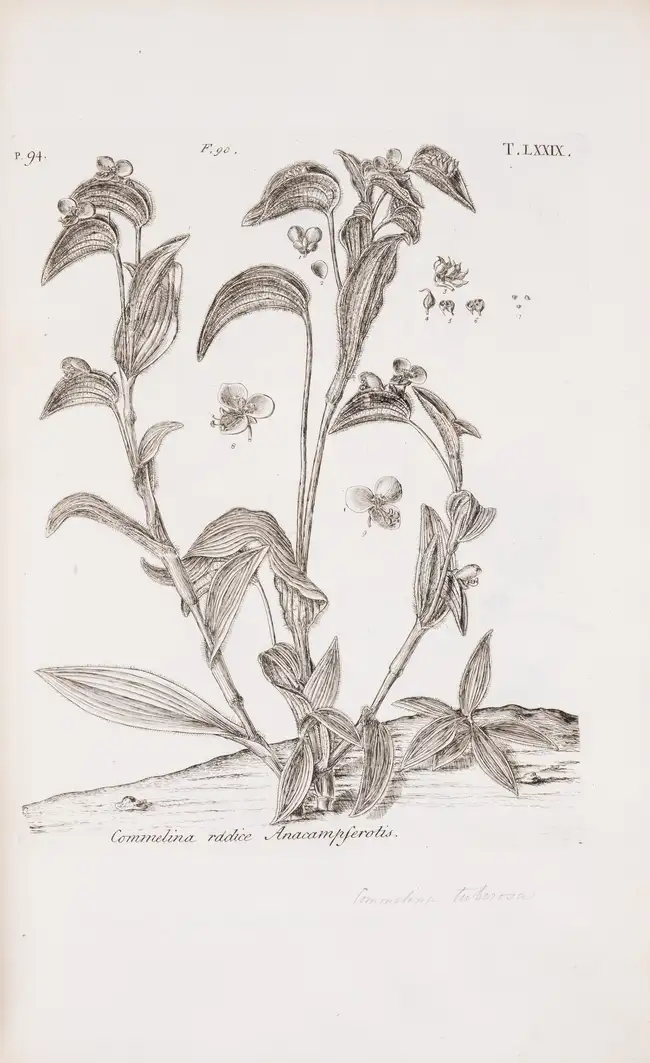 105 Botany.- Dillenius (Johann Jacob) Horti Elthamensis Plantarum Rariorum, 2 vol. in 1, second edition, reissue, Leiden, Cornelius Haak, 1774.