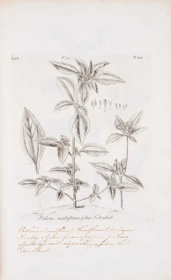 105 Botany.- Dillenius (Johann Jacob) Horti Elthamensis Plantarum Rariorum, 2 vol. in 1, second edition, reissue, Leiden, Cornelius Haak, 1774.