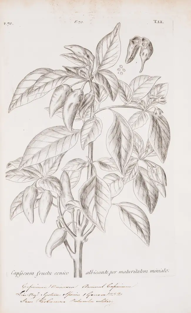 105 Botany.- Dillenius (Johann Jacob) Horti Elthamensis Plantarum Rariorum, 2 vol. in 1, second edition, reissue, Leiden, Cornelius Haak, 1774.