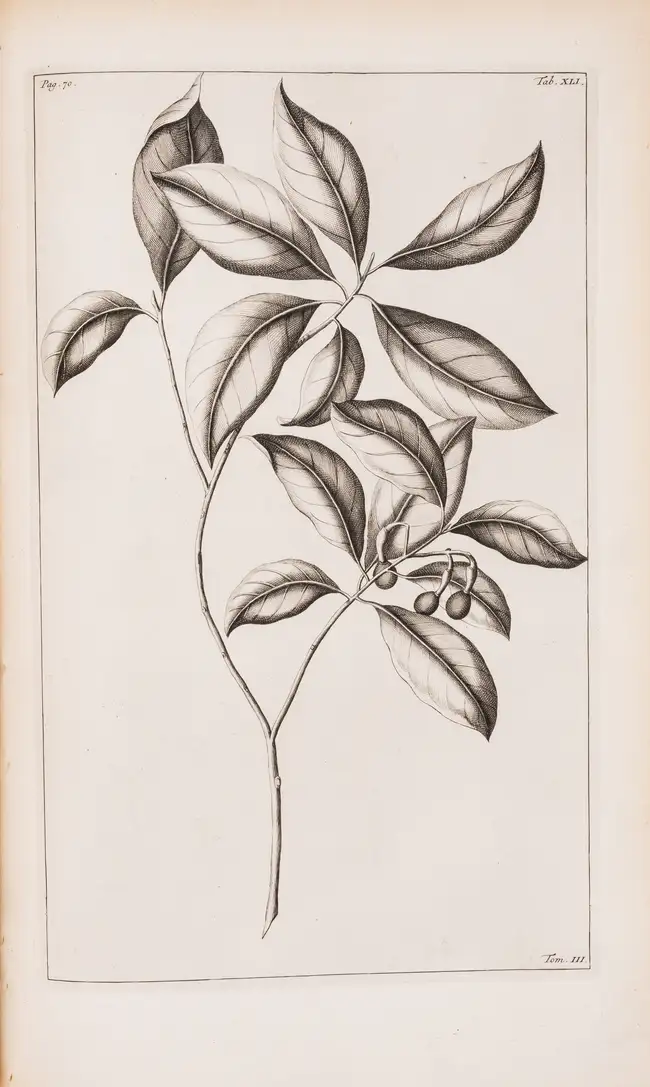 Botany.- Rumpf (Georg Eberhard) Herbarium Amboinense..., 6 parts in 4, first edition, mixed...