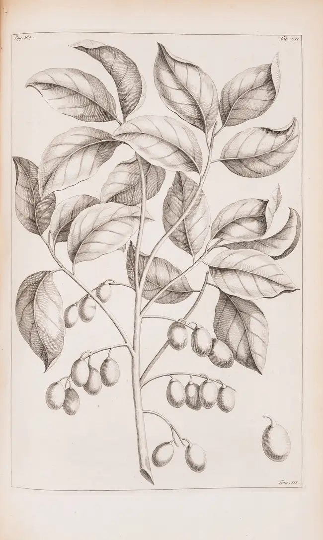 Botany.- Rumpf (Georg Eberhard) Herbarium Amboinense..., 6 parts in 4, first edition, mixed...