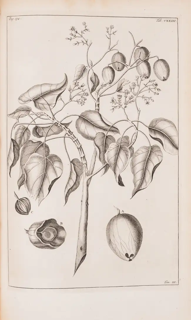 Botany.- Rumpf (Georg Eberhard) Herbarium Amboinense..., 6 parts in 4, first edition, mixed...