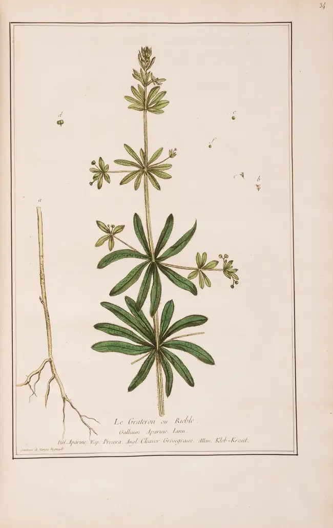 257 Botany.- Regnault (Nicolas Fran&ccedil;ois) La Botanique, 3 vol., first edition, Paris, chez l'auteur, 1774.