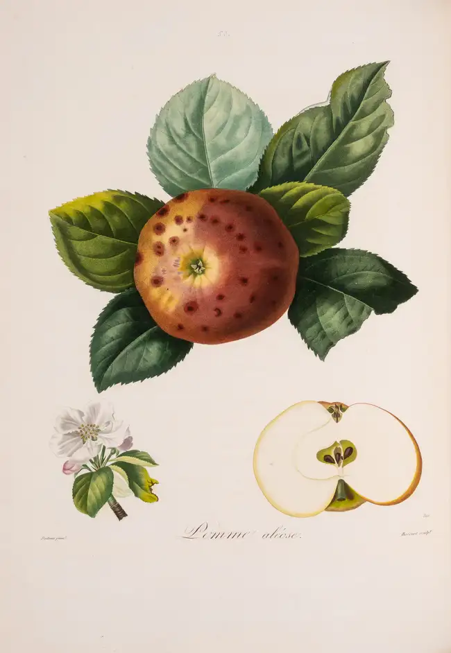 249 Pomology.- France.- Poiteau (A.) Pomologie Fran&ccedil;aise. Recueil des Plus Beaux Fruits cultiv&eacute;s en France, 4 vol., Paris, 1846.