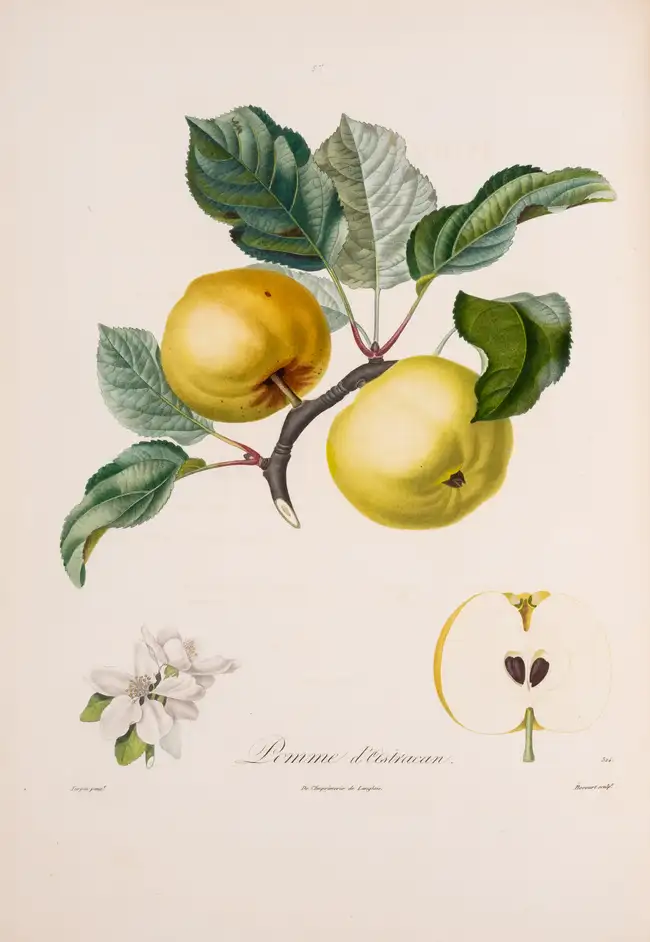 249 Pomology.- France.- Poiteau (A.) Pomologie Fran&ccedil;aise. Recueil des Plus Beaux Fruits cultiv&eacute;s en France, 4 vol., Paris, 1846.