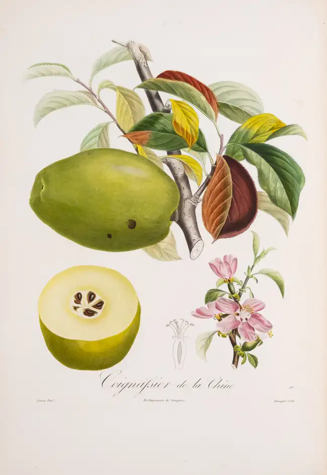 249 Pomology.- France.- Poiteau (A.) Pomologie Fran&ccedil;aise. Recueil des Plus Beaux Fruits cultiv&eacute;s en France, 4 vol., Paris, 1846.