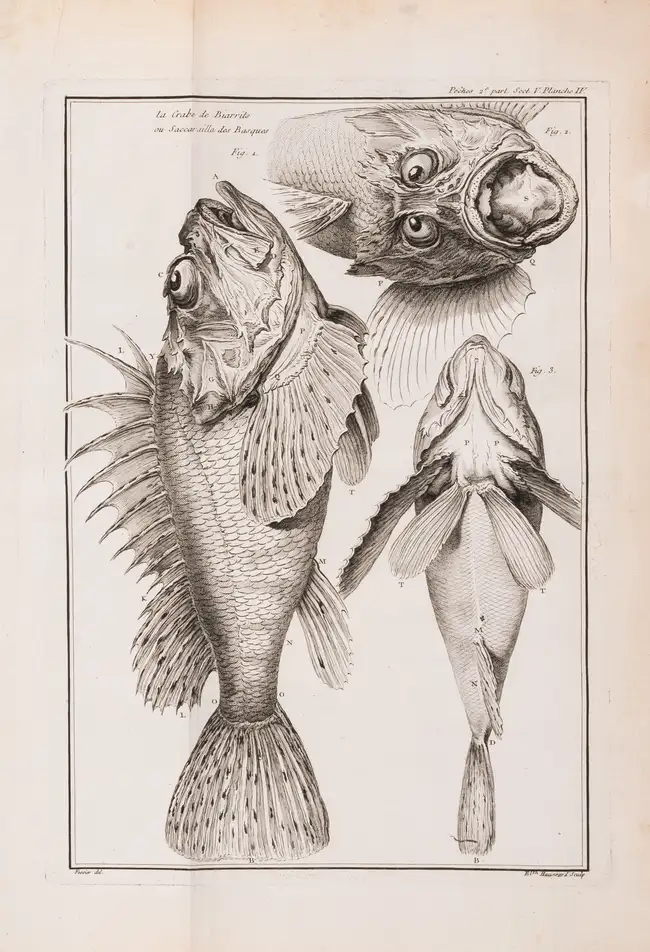 119 Fishing.- Duhamel du Monceau (Henri Louis) and L.H. de la Mare. Trait&eacute; G&eacute;n&eacute;rale des Pesches, et Histoire des Poissons, 4 vol. in ...