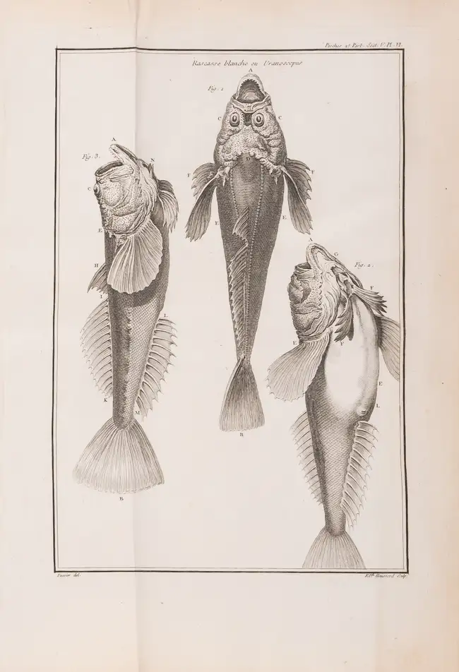 119 Fishing.- Duhamel du Monceau (Henri Louis) and L.H. de la Mare. Trait&eacute; G&eacute;n&eacute;rale des Pesches, et Histoire des Poissons, 4 vol. in ...