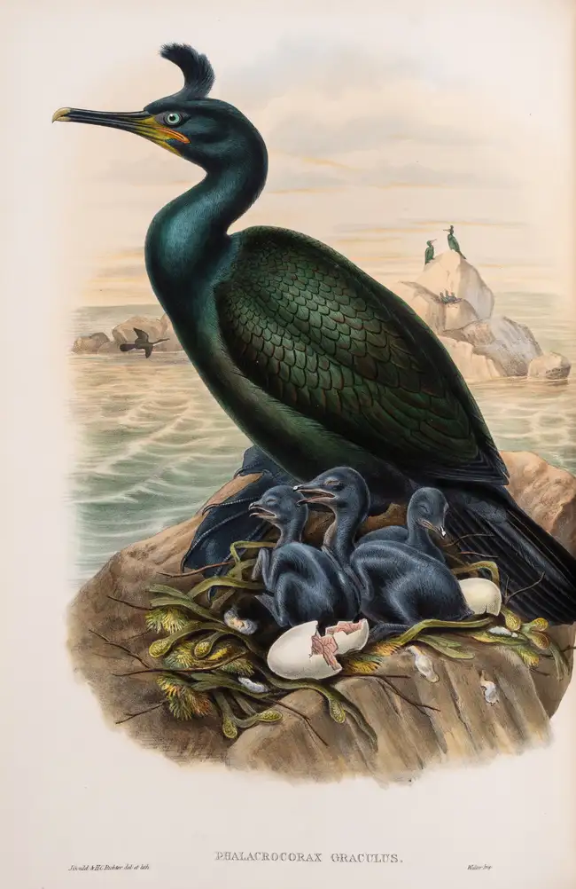 152 Birds.- Gould (John) The Birds of Great Britain, 5 vol., first edition, by the author, 1862-1873.