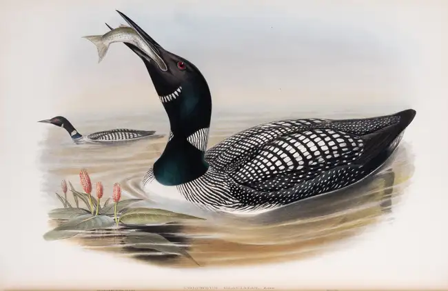 152 Birds.- Gould (John) The Birds of Great Britain, 5 vol., first edition, by the author, 1862-1873.