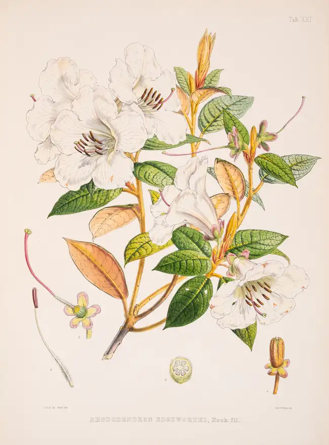 Botany.- Asia.- Hooker (Joseph Dalton) The Rhododendrons of Sikkim-Himalaya, 3 parts in 1, first...