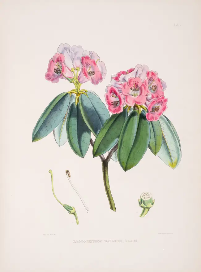 Botany.- Asia.- Hooker (Joseph Dalton) The Rhododendrons of Sikkim-Himalaya, 3 parts in 1, first...