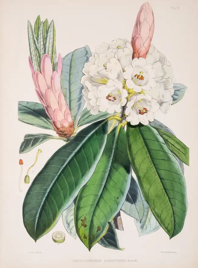 Botany.- Asia.- Hooker (Joseph Dalton) The Rhododendrons of Sikkim-Himalaya, 3 parts in 1, first...