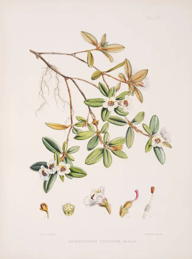 Botany.- Asia.- Hooker (Joseph Dalton) The Rhododendrons of Sikkim-Himalaya, 3 parts in 1, first...