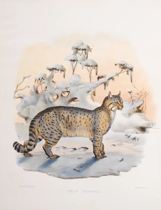 121 Zoology.- Felines.- Elliot (Daniel Giraud) A Monograph of the Felid&aelig; or Family of the Cats, first edition, for the Subscribers, by the Author, [...