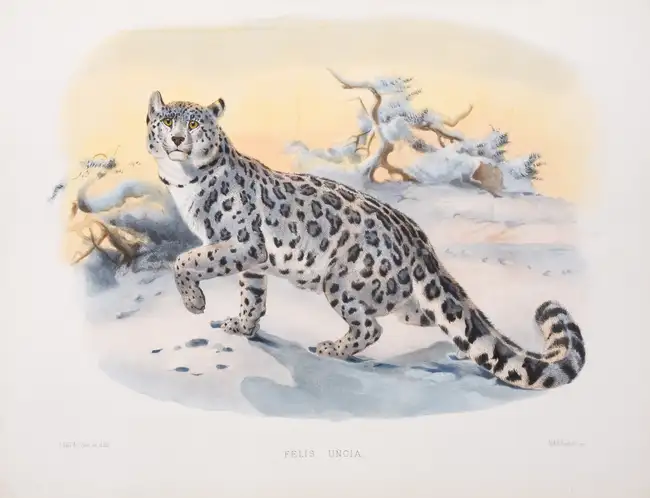 121 Zoology.- Felines.- Elliot (Daniel Giraud) A Monograph of the Felid&aelig; or Family of the Cats, first edition, for the Subscribers, by the Author, [...