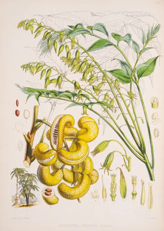 171 Botany.- Asia.- Hooker (Joseph Dalton) Illustrations of Himalayan Plants, first edition, 1855.