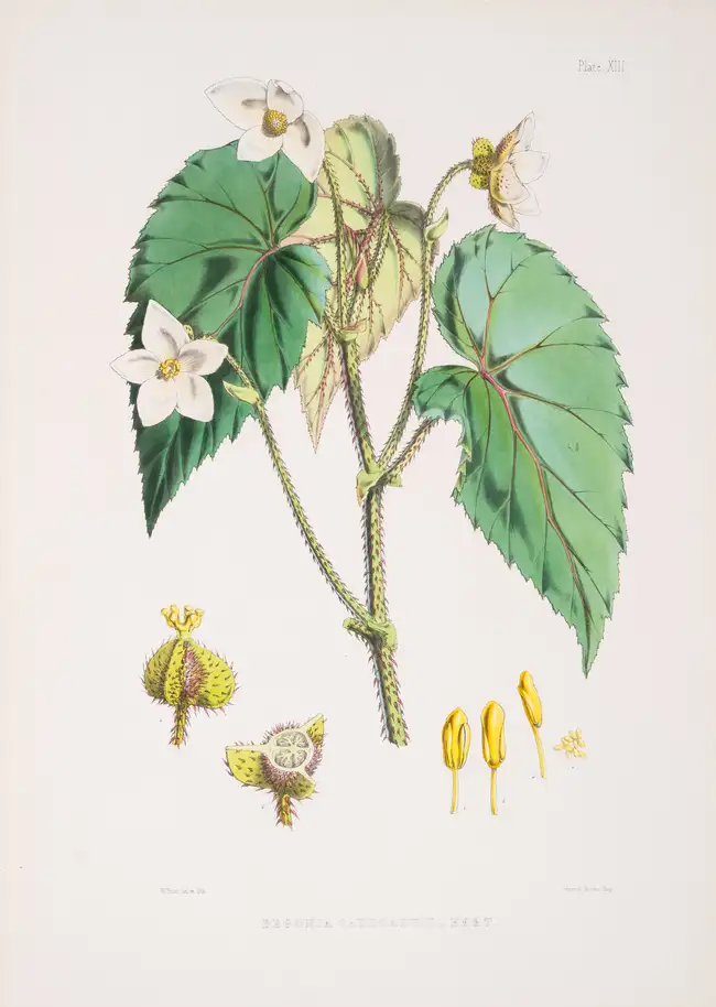 171 Botany.- Asia.- Hooker (Joseph Dalton) Illustrations of Himalayan Plants, first edition, 1855.