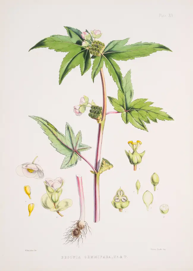 171 Botany.- Asia.- Hooker (Joseph Dalton) Illustrations of Himalayan Plants, first edition, 1855.