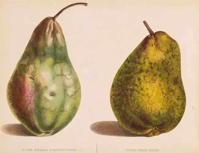 30 Pomology.- Bivort (A.J.D) Album de Pomologie, 4 vol., Brussels, 1847-51.