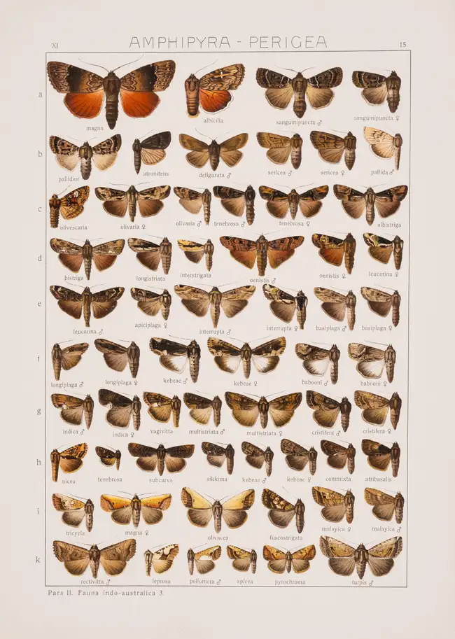 274 Butterflies.- Seitz (Adalbert, editor.) The Macrolepidoptera of the World, 20 vol. in 31, Stuttgart, 1909-54.