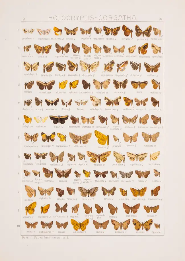 274 Butterflies.- Seitz (Adalbert, editor.) The Macrolepidoptera of the World, 20 vol. in 31, Stuttgart, 1909-54.