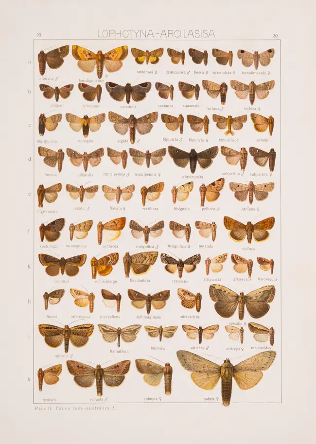 274 Butterflies.- Seitz (Adalbert, editor.) The Macrolepidoptera of the World, 20 vol. in 31, Stuttgart, 1909-54.