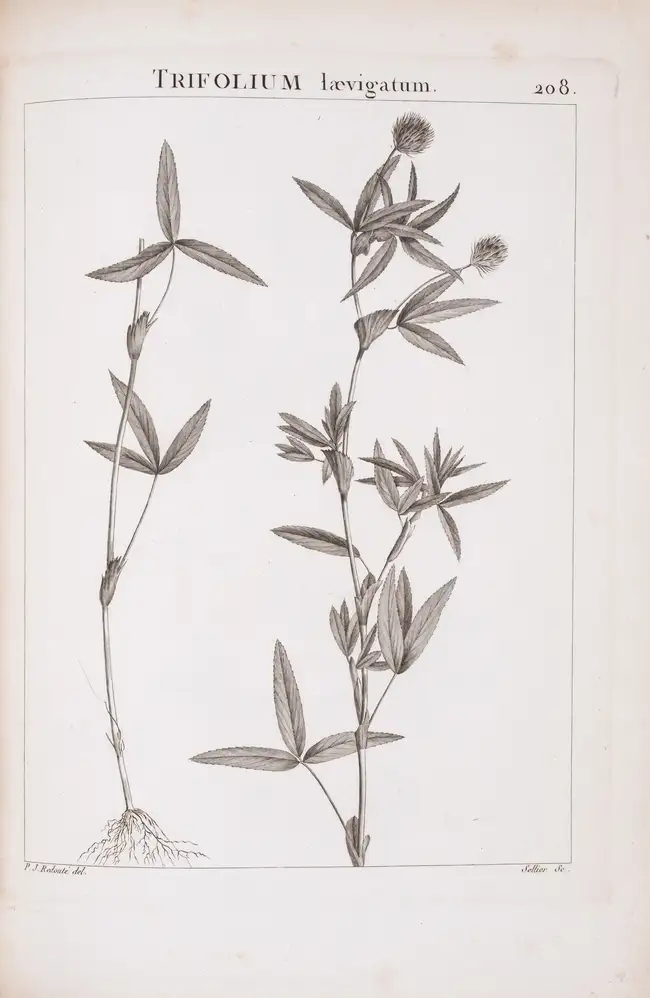 102 Botany.- Redout&eacute; (P.J. &amp; H.J.).- Desfontaines (Rene Louiche) Flora Atlantica, sive Historia Plantarum, 2 vol. bound in 4, first edition, St...