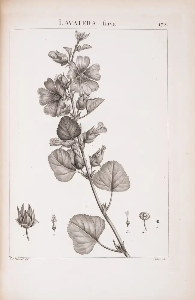 102 Botany.- Redout&eacute; (P.J. &amp; H.J.).- Desfontaines (Rene Louiche) Flora Atlantica, sive Historia Plantarum, 2 vol. bound in 4, first edition, St...