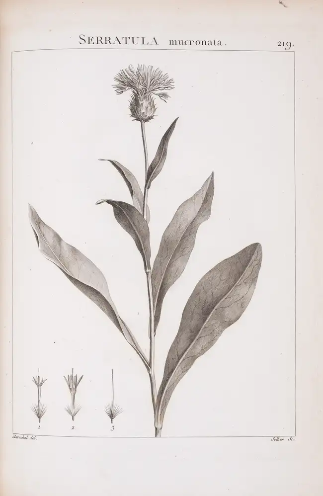 102 Botany.- Redout&eacute; (P.J. &amp; H.J.).- Desfontaines (Rene Louiche) Flora Atlantica, sive Historia Plantarum, 2 vol. bound in 4, first edition, St...