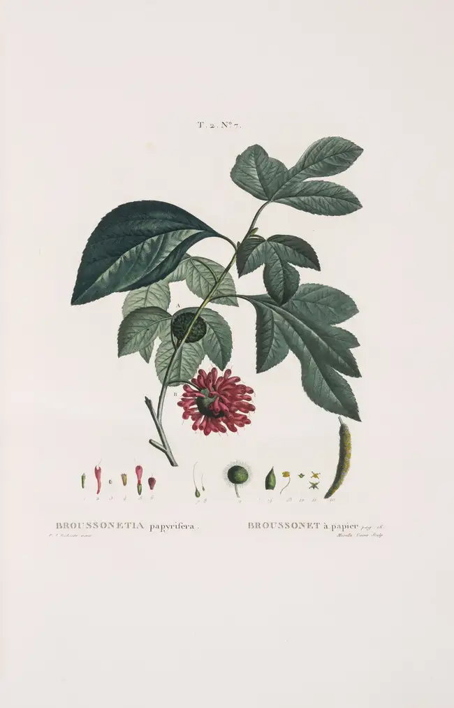 Botany.- Pomology.- Redout&eacute; (P.J.).- Duhamel du Monceau (Henri Louis) Trait&eacute; des Arbres et...
