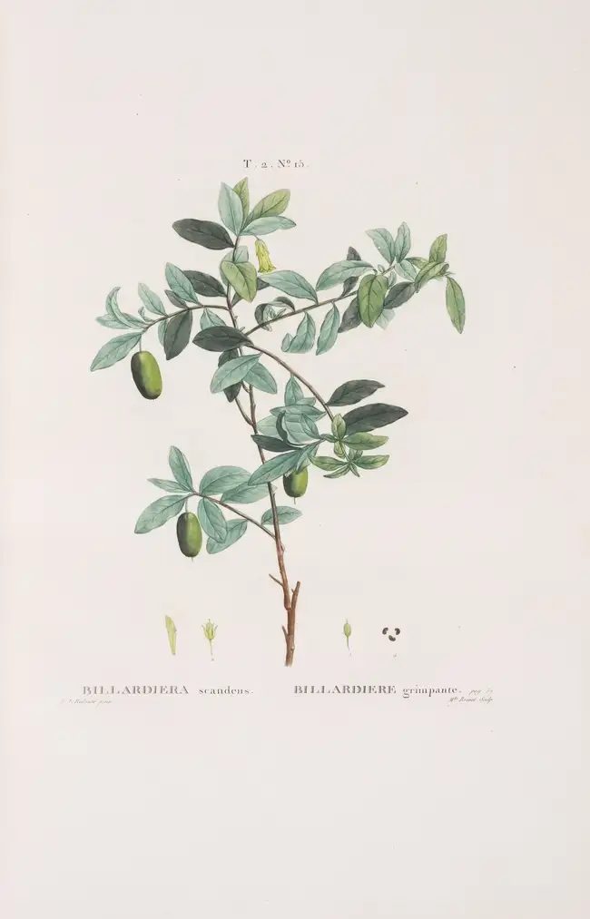Botany.- Pomology.- Redout&eacute; (P.J.).- Duhamel du Monceau (Henri Louis) Trait&eacute; des Arbres et...