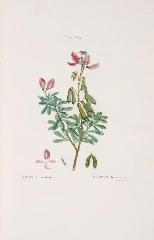 Botany.- Pomology.- Redout&eacute; (P.J.).- Duhamel du Monceau (Henri Louis) Trait&eacute; des Arbres et...