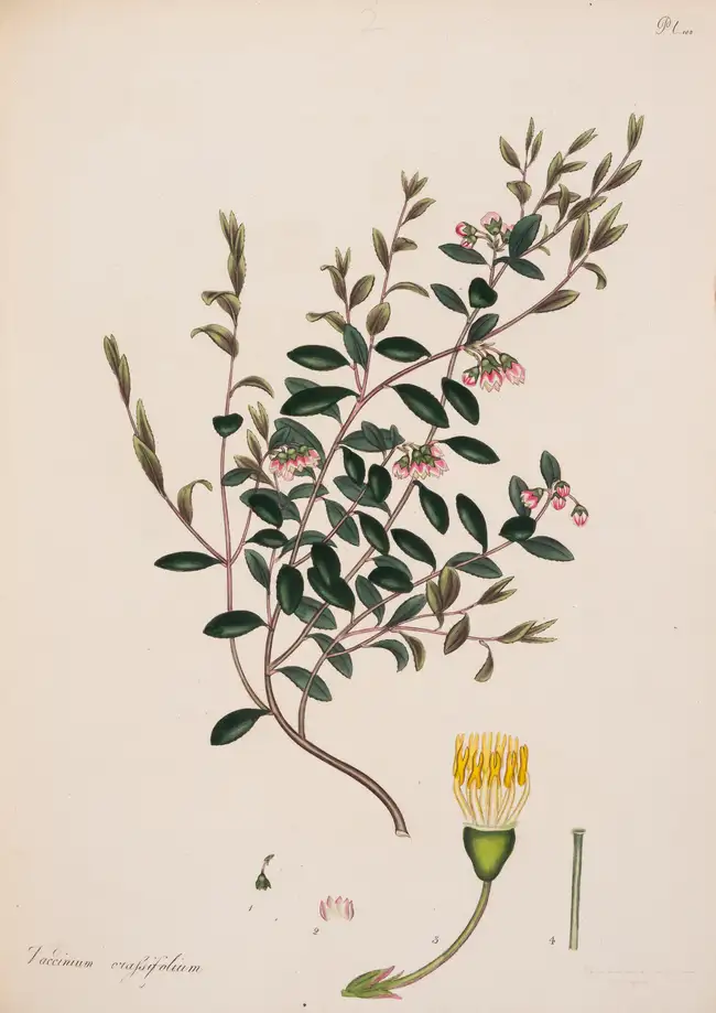 9 Botany.- Andrews (Henry) The Botanist's Repository, for New, and Rare Plants, 10 vol., T. Bensley for the author, 1797[-1815].
