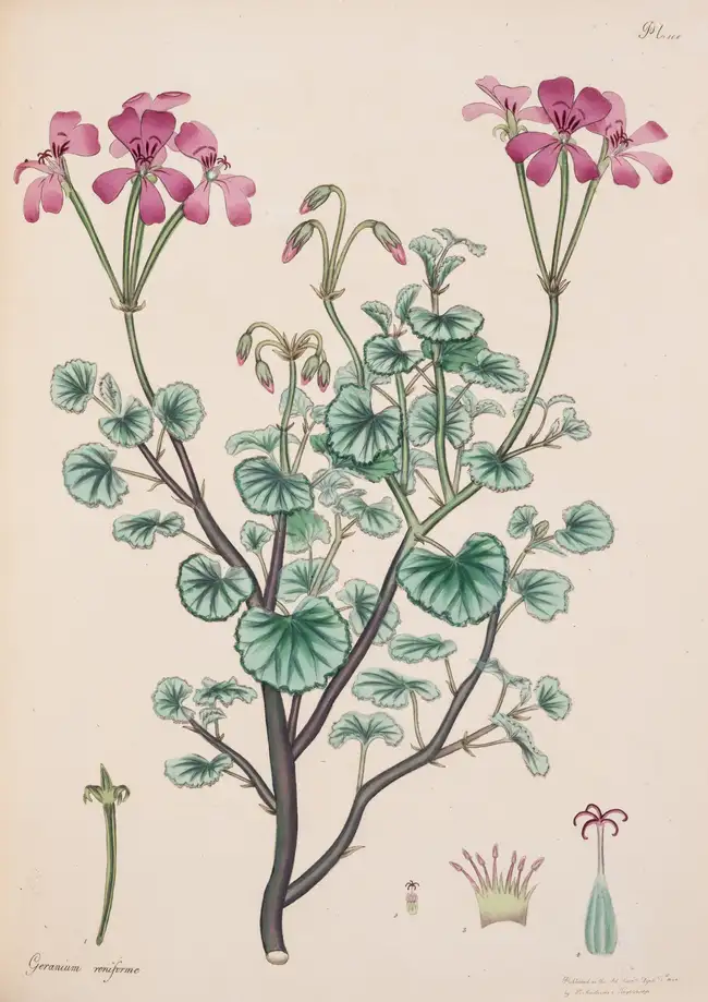 9 Botany.- Andrews (Henry) The Botanist's Repository, for New, and Rare Plants, 10 vol., T. Bensley for the author, 1797[-1815].