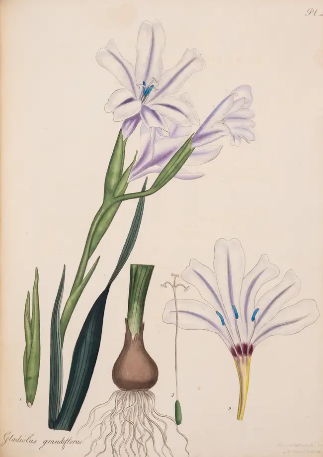 9 Botany.- Andrews (Henry) The Botanist's Repository, for New, and Rare Plants, 10 vol., T. Bensley for the author, 1797[-1815].