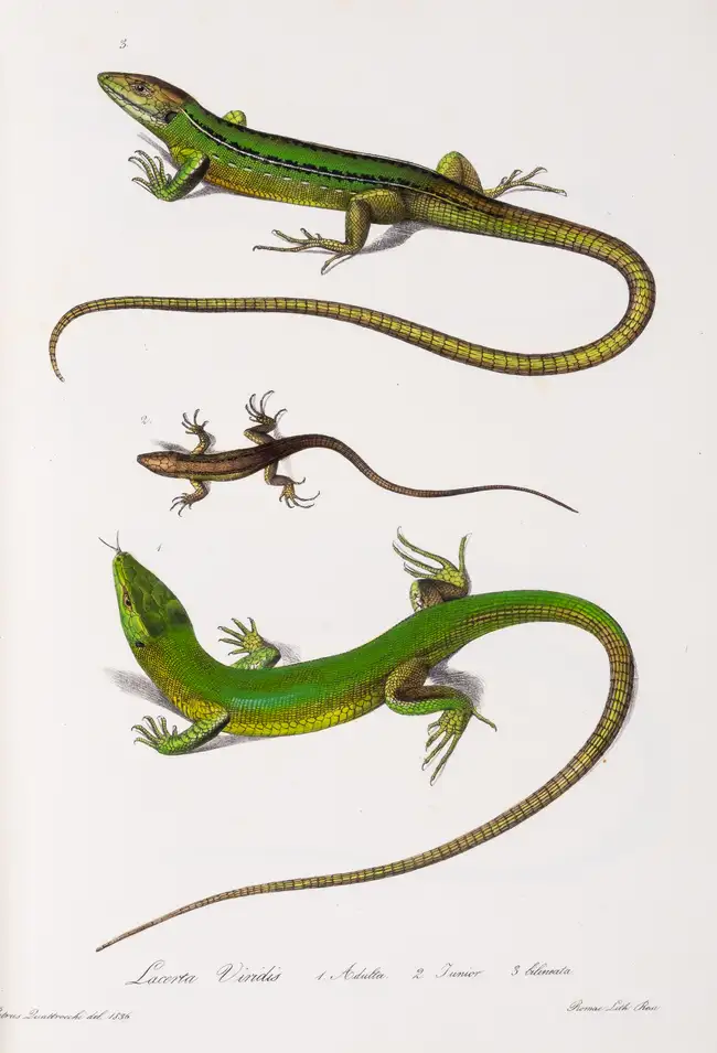 37 Zoology.- Bonaparte (Charles Lucien Jules LauPrince) Iconografia della Fauna Italica, 3 vol., Rome, 1832-41.
